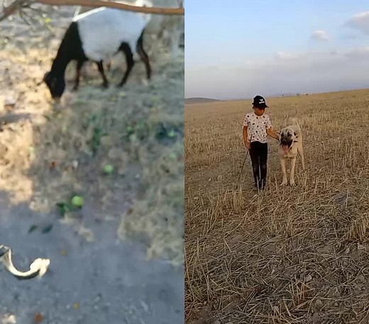 ADNAN ERDOGAN 51 TikTok'ta