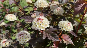 Maroon red leaved and white flowers of Physocarpus opulifolius
