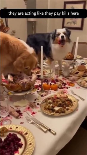 Dogs Take Over Dinner Table