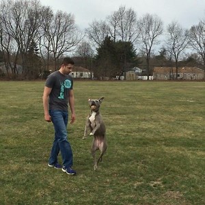 16 reactions | Generalization: when the dog is able to apply what it...