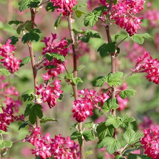 25 Red Flowering Currant Seeds, Currant Shrub Seeds, Red Flower Shrub Seeds - Etsy