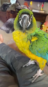 Olive! The sweet and sassy Miligold macaw is up for adoption via @thecharliebrownbirdrescue ! #Olive is available ❤️#macaw 🦜 #rescuebirds #adoptdontshop | Reptile Raptor