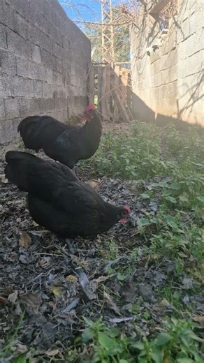 Australorp Chicken #reels #tavuk #siyah