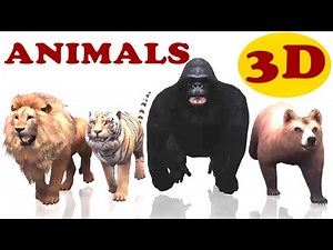 Animal Finger Family | Finger Family Song | 3D Wild Animals Nursery Rhymes & Songs for Children