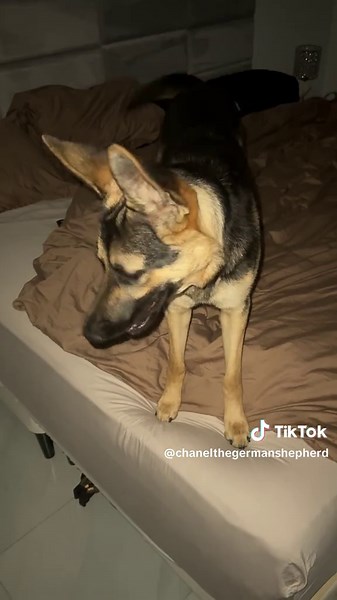 Funny Dog Attacks at Bedtime: A Hilarious Moment