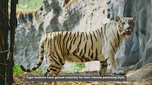 10 Surprising Facts About Tiger Mothers and Their Parenting Style