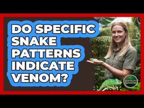 Do Specific Snake Patterns Indicate Venom?