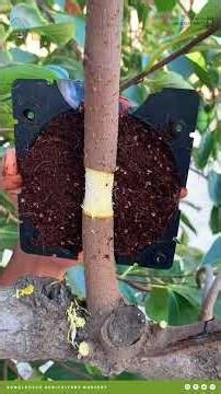 Why Grafted Trees Are Better for Commercial Farming