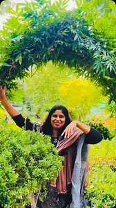 1.5K views · 1.1K reactions | Creeping Bamboo  #creepingbamboo #8921939101 #bamboo #homegarden #plants #garden #kerala #anthurium #foliage #bamboobamboo #bambooforest | 헛헶헱헮혆헮'혀 헛헼헺헲 헚헮헿헱헲헻 - 횑횊횜횎횎횗횊 횓횊횋횋횊횛 | Facebook