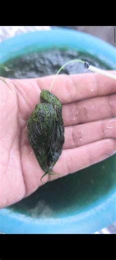 Tutorial on How to Install Fishing Bait #fishing #fishingknot #fishingnottutorial #fishingknots #fishingtips #tutorial #fishingvideos #mancing #reel #reels #fyp #reelsfypシ゚ #viral #trending #fypシ゚ #reels #reelsviral #reelfyp #foryou | Erlan Fishing