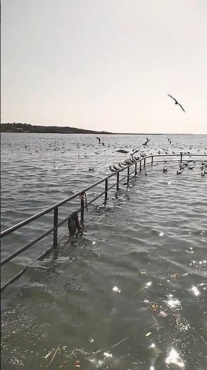 Seagull flying freely over the endless sea 🌊🕊️ | Nature’s calm beauty#seagull #video #youtubeshorts
