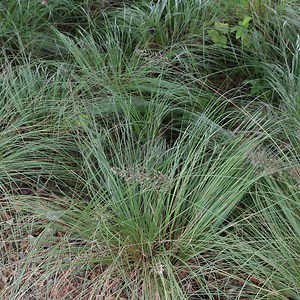 Prairie Dropseed Seeds for Sale | Albert Lea Seed