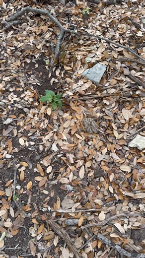 After yesterday’s hardships, we were blessed with another baby Longhorn Bull calf! 🍼🐮💙 This little guy was born last night. You can still see his umbilical cord. But he’s lively and ready to join the herd. Happy Birthday little guy!
