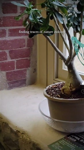 Finding traces of nature indoors with Robot Butterfly at the Tett Centre #artrobot #creativerobotics