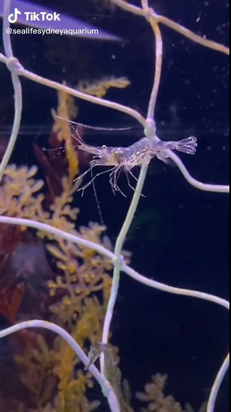 Discover Jacque the Shrimp at Sydney Aquarium