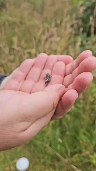 Froglets ChatGPT Froglets are young frogs that have recently undergone metamorphosis from their tadpole stage. At this stage, they have fully developed limbs and lungs, allowing them to live on land, but they are still smaller than adult frogs and often retain some characteristics of their juvenile form, such as a residual tail stump. Froglets will continue to grow and mature until they reach adulthood. Tiktoc post ChatGPT To create a TikTok post about froglets, here are some steps and tips: Ste