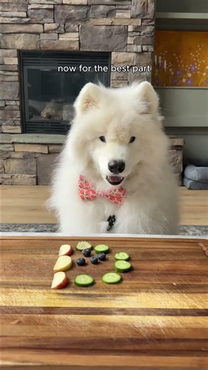 Is your dog Team Apple or Team cucumber? #tastetest #dog #samoyed ￼
