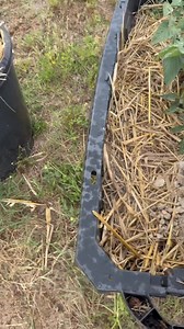 1.4K views · 3 comments | First time trying chicken manure on my tomato plants, right before the storm. Have y’all ever tried this? Let’s see if we get some juicy tomatoes! #keevysfarms #iamlarrybjr #homesteading #tomatoes Part 3 | Larry Brown Jr. | Facebook