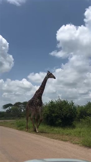 Animals (@1990animals)’s videos with original sound - Animals