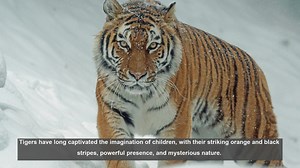 10 Popular Childrens Books Featuring Tigers