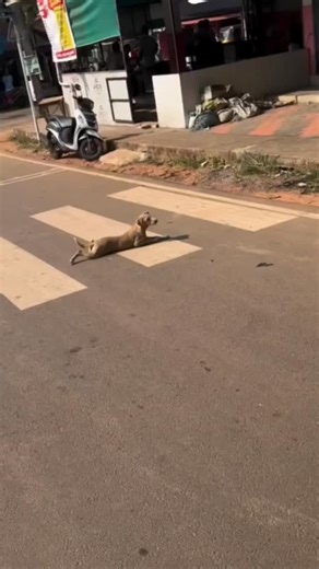 Yoga Raj Yogi on Instagram: "Paavapatta jenmam #dog #reelsinstagram #comedy"