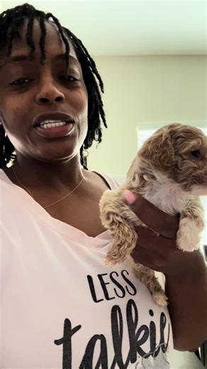 Havapoo Puppies in South Carolina: Playful Moments