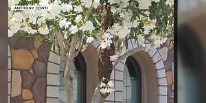 Exterminators see increase in bee activity in Phoenix area