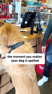 180K views · 1.8K reactions | 85_Held Reviewed Disgusted藍 #goldenretriever #funnydogs #holdandreview | Kayla Cooper | Facebook