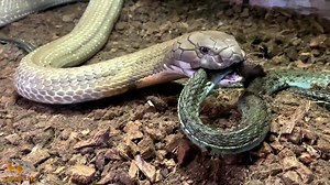 King Cobra eat dead body of Black Mamba! | Animal Life