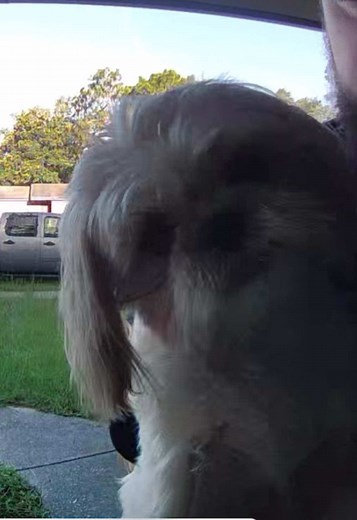 Understanding Shih Tzu Behavior: Owners Share Their Struggles