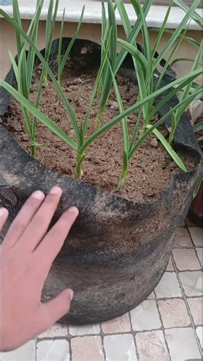 Benefits of Growing Plants in Grow Bags