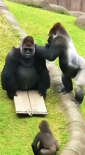 Gorilla Turned Mechanic?! 🦍🛠️ You Won’t Believe This! #shortsfeed #gorilla #animals