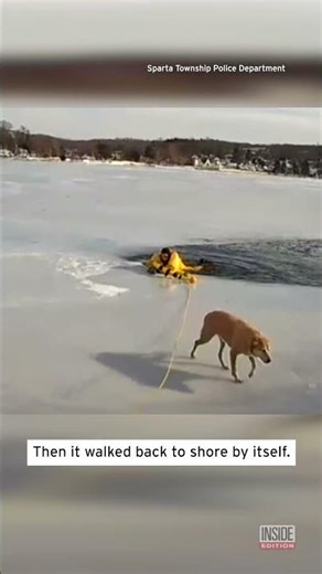 Dog Who Fell Through Ice Gets Rescued #shorts
