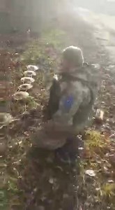 Ulmus Rubra on Reels