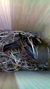 503K views · 10K reactions | A House Sparrow looking for a Winter home?  #wildlife #birdwatching #nature #birdhouse #birds | Nest Box Live | Facebook