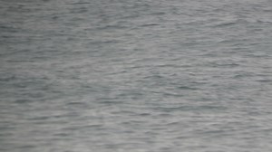 The dolphin whisperer of Umdloti 🐬 📹Andrea Ben | Beautiful South Africa