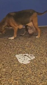 Big Little Life Animal Rescue on Reels