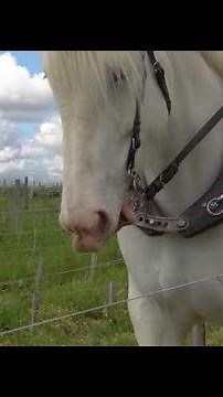 The return of the horse to the vineyards: a tradition with a future