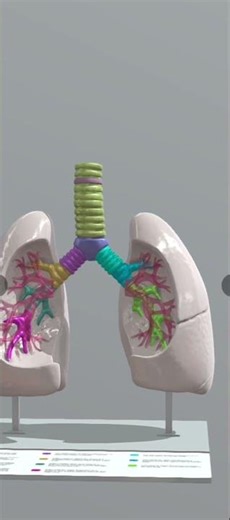 lungs 🫁 3d animation || #shorts #3danimation #viral
