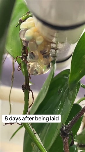 Day 8 lemur leaf frog egg check! 🌿