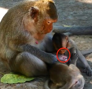 History of Mom Poor Orphaned Baby Monkey Got Beaten by Mom Baby Monkey Holding To hit& bite him | Monkey Daily TV
