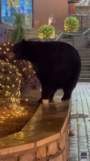 This bear is just doing a bit of Christmas shopping! | News.com.au