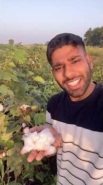 How cotton is grown into fields