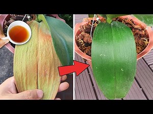 Just 1 cup magic water, withered orchid leaves will revive immediately