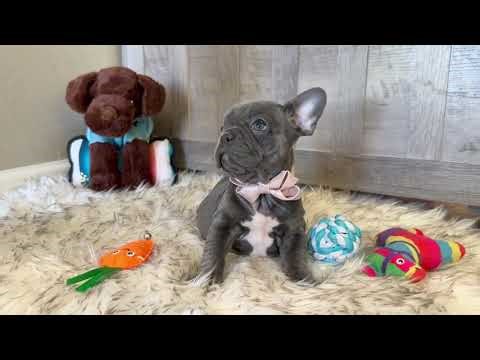 Whisper | Blue Female French Bulldog Puppy Playing | Sweet & Playful