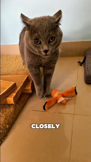 Why Cats Do "Airplane Ears"? ✈️🐱 #shorts #catfacts