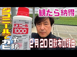【園芸ユーザー様】ネメシア・2月20日発病前にダコニールで菌をブロックする仕組み【ネメシア2月】