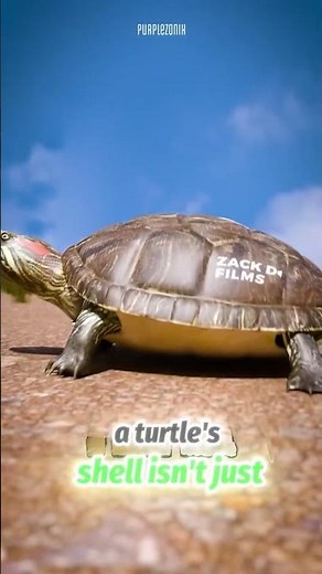 Why a Turtle Without Its Shell Wouldn’t Survive