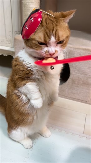 まんちかんのみるく。 | ***今日のみるく② 本日のみるくのたっち🐈💕 今日のおててはパーとパーです😽 明日は飼い主旅行でいないので1日早い赤鬼みるく👹 #マンチカン #ねこ #猫 #ちゅーる #節分 みるく20260202 | Instagram