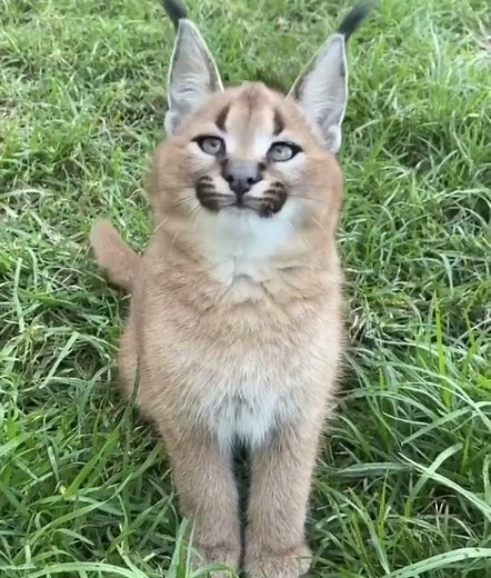 Baby floppa spittin facts